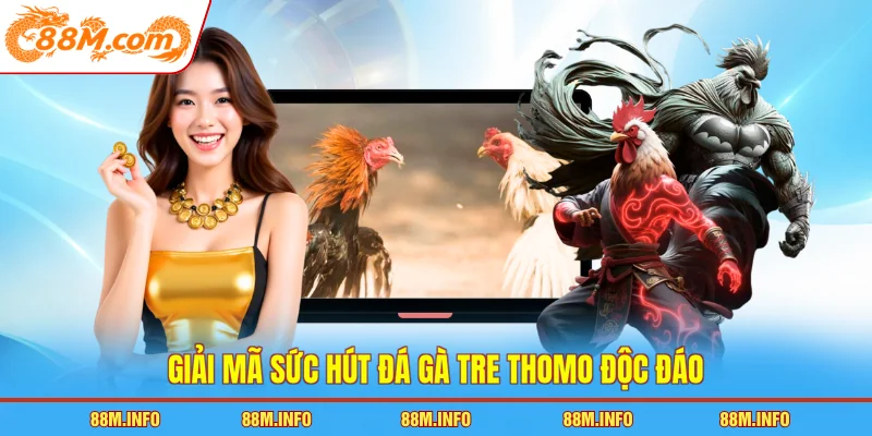 Giải mã sức hút đá gà tre Thomo độc đáo